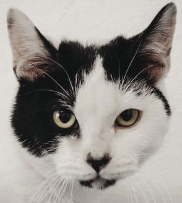 Pets of the Week: Teddy
